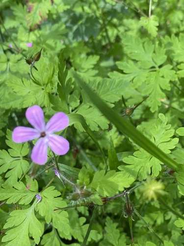 Herb Robert