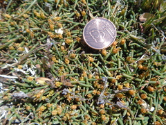 Ephedra frustillata
