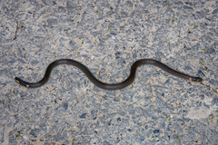 Hong Kong Dwarf Snake photo 3
