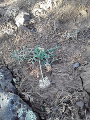 Lomatium nevadense