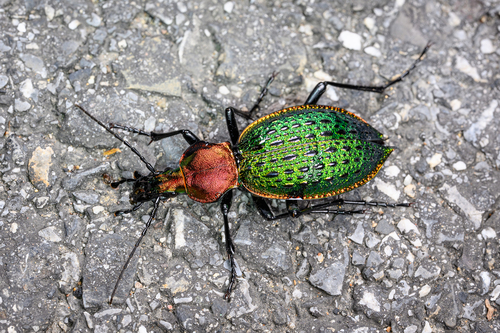 Carabus lafossei