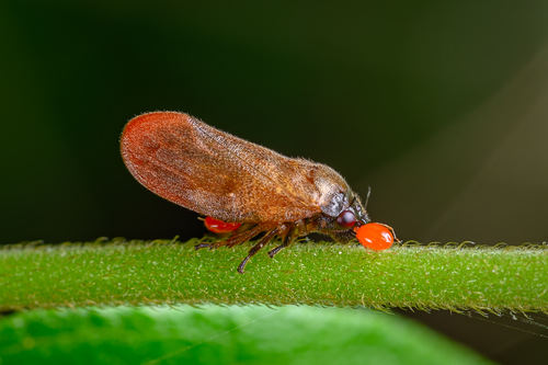 Eoscarta assimilis