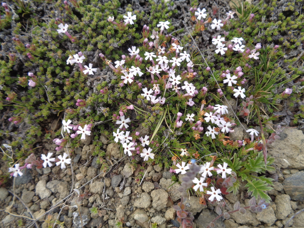 Junellia odonellii