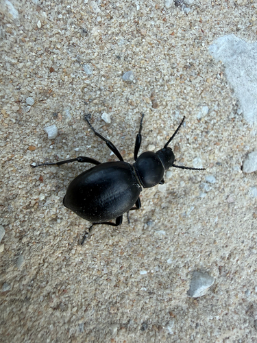 Tentyria grossa