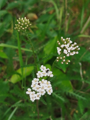 common yarrow