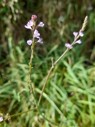 Common vervain