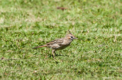 Coryphistera alaudina