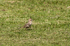Coryphistera alaudina