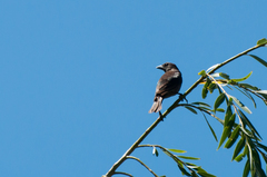 Molothrus bonariensis