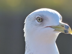 Larus delawarensis
