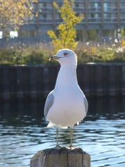 Larus delawarensis