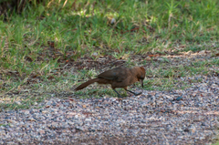 Pseudoseisura lophotes