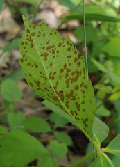Phyllosticta parthenocissi