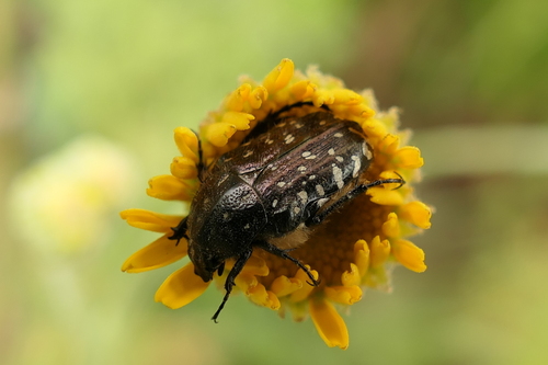Mediterranean Spotted Chafer