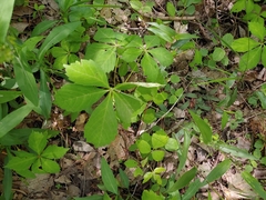 Phyllosticta parthenocissi