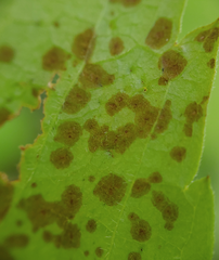 Phyllosticta parthenocissi