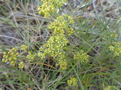 Azorella acaulis