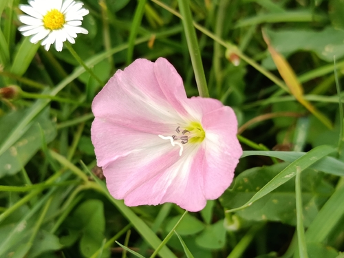 field bindweed