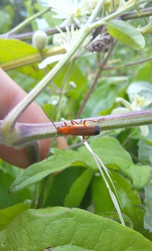 Common Red Soldier Beetle
