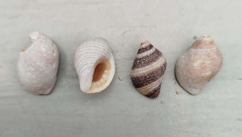 Atlantic Dogwhelk