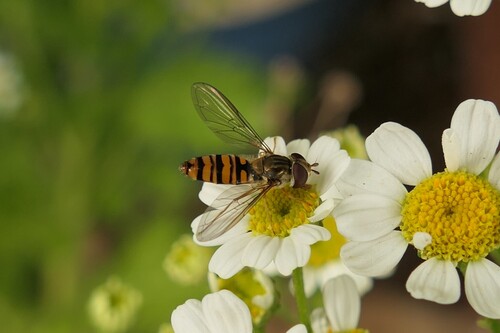 Marmalade Hover Fly