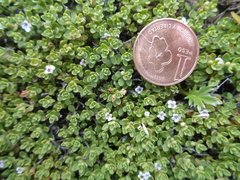 Clinopodium darwinii