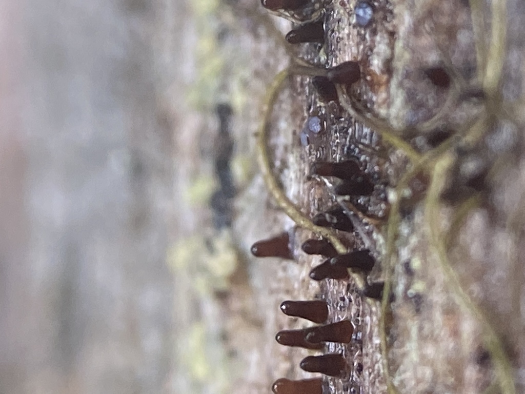 Dacryonaemataceae