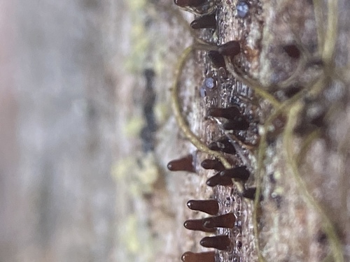 Representative image of Dacryonaemataceae