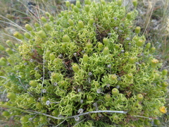 Senecio chrysanthemum
