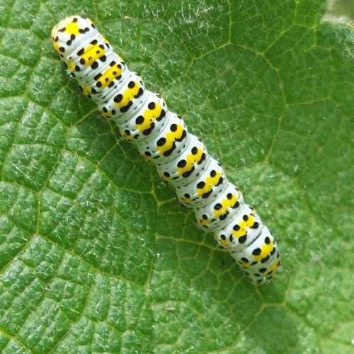 Mullein Moth