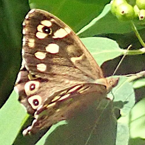 Speckled Wood