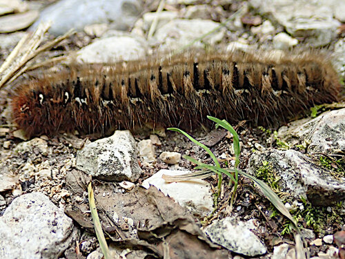 Oak Eggar