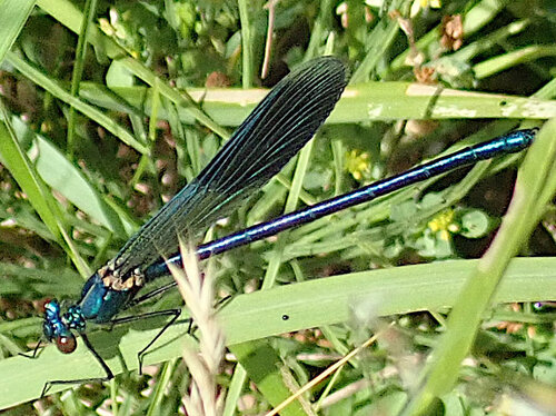 Banded Demoiselle