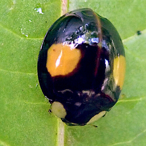 Asian Lady Beetle
