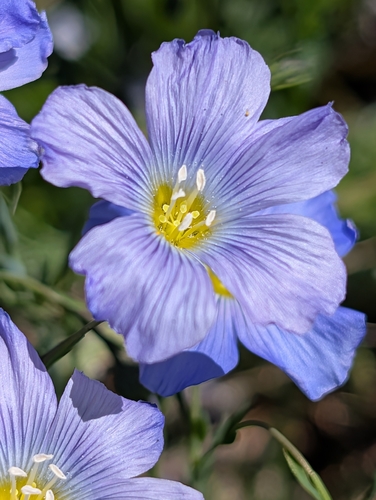 Linum alpinum, photograph 5