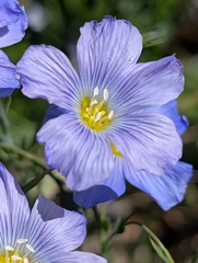 (c) Denis Bastianelli, some rights reserved (CC BY) Linum alpinum, photograph (c) Denis Bastianelli, some rights reserved (CC BY)