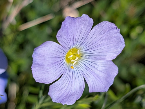 Linum alpinum, photograph 6