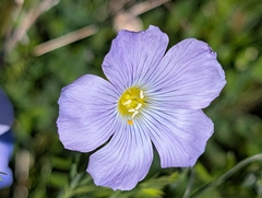Linum alpinum, photograph (c) Denis Bastianelli, some rights reserved (CC BY)