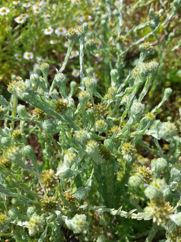 Common Cudweed