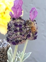 Lavandula stoechas