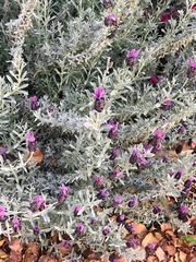 Lavandula stoechas