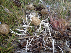 Thamnolia vermicularis