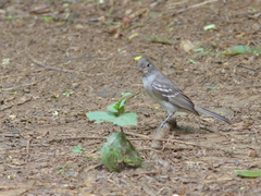 Noronha Elaenia photo 2