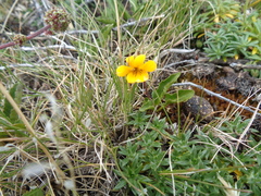 Viola maculata
