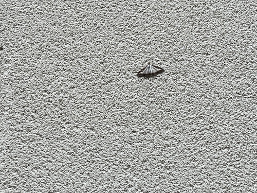 Box Tree Moth