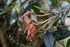 Maxillaria platyloba