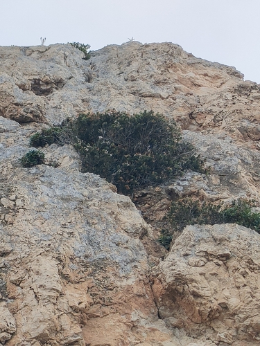 Erica sicula