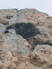 Erica sicula, photograph (c) Gianmaria Bonari, some rights reserved (CC BY)