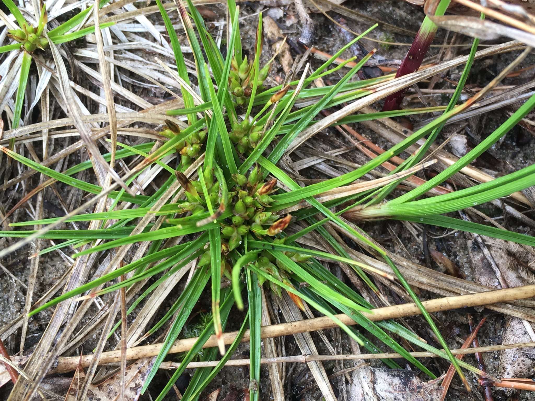 Carex tonsa