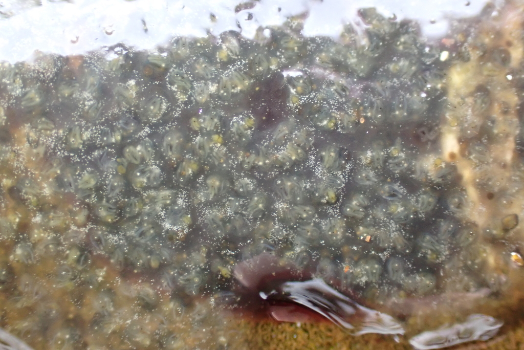 Gray encrusting compound tunicate